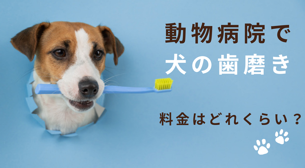 【説明専用①】犬の歯石を取る歯磨き